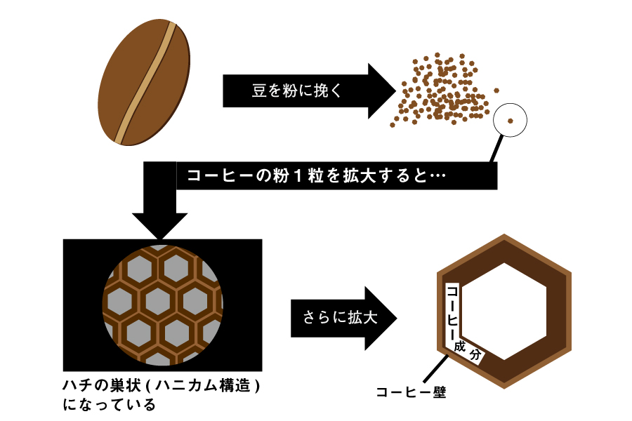 コーヒー豆の構造